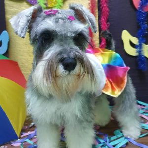 Carnaval de pets