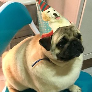 Pug de aniversario