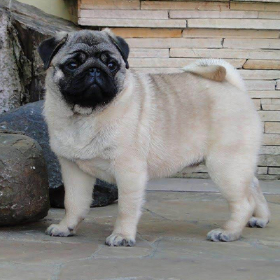 pug